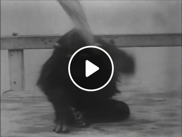 Sea monkeys, Chimpanzees, Silent Screen, S, Animals Pets