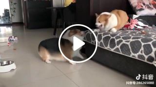 Sibling Rivalry Of Chubby Corgi Dogs