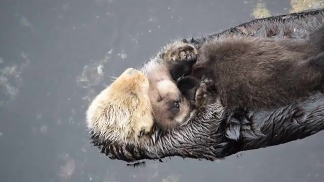Sleep on Mom, Sleeping, Baby Otter, Otters, Animals Pets