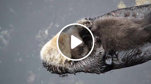 Sleep on mom, sleeping, baby otter, otters, animals pets. #0