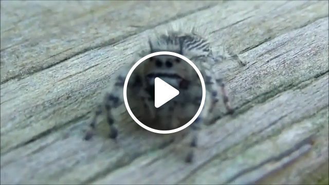 Teases spider, Fear, Horror, Jokes, Humor, Funny, Parody, Spider, Animals Pets
