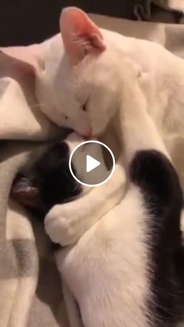 True Love, Animals Pets