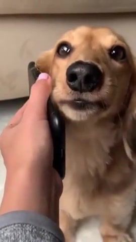 When you attend the call from a telemarketer 10th time in one day, dog, angry, sweet, talk, cute, funny, phone, call, phone call, meme, vine, hilarious, puppy, bark, animals pets.