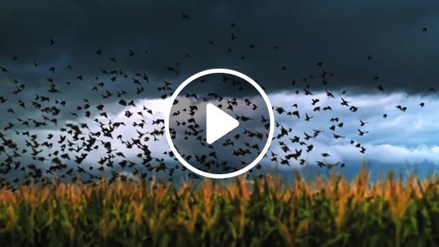 Birds, slow motion, weather, storms, time lapse, timelapse, birds, vvitch angels, nature travel. #0