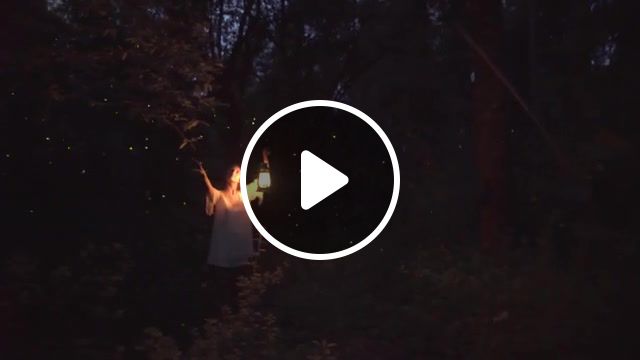 Fireflies magic, dance in the pine forests, forests of mexico, spectacular, watch fireflies, light show, synchronized, fireflies, nature, abstract dreams, nature travel. #1