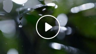 Nature in Rain
