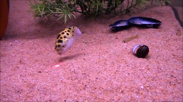 Puffer fish chases laser