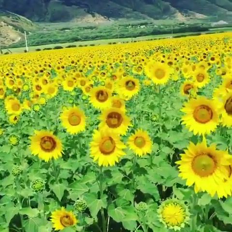 Dancing Sunflowers in Maui, Nature Travel