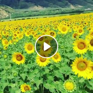 Dancing Sunflowers in Maui