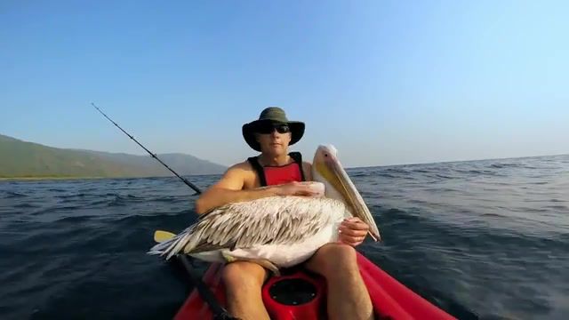 Gathering - Video & GIFs | learn,learn to fly,fish,fishing,fishing industry,pelican learns to fly,pelican,4k,gopro hero 4,rad,stoked,hd camera,hero camera,hero4,hero3plus,hero3,hero2,gopro,nature travel