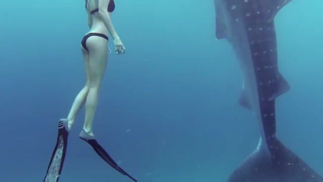 In the ocean, water inspired, shark, sharks, marine biology, gopro awards, conservation, preservation, underwater, diving, freedive, ocean, nature, whale shark, karma, high def, high definition, viral, crazy, great, beautiful, action, silver, black, session, hero 4 session, hero4 session, hero 4, hero 3, hero 2, epic, hero, cam, camera, go pro, best, hd, 4k, gopro hero 4, rad, stoked, hd camera, hero camera, hero4, hero3plus, hero3, hero2, gopro, nature travel.