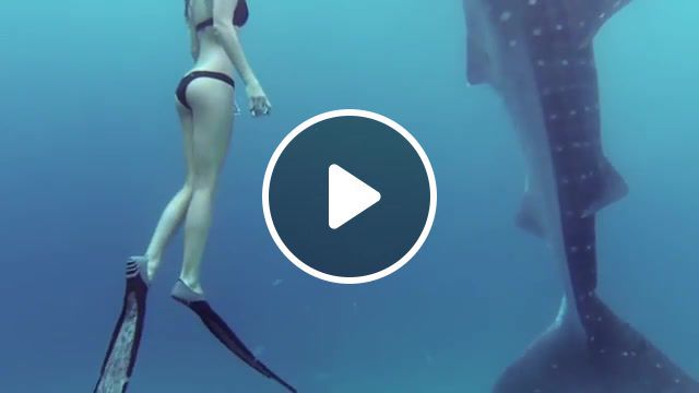 In the ocean, water inspired, shark, sharks, marine biology, gopro awards, conservation, preservation, underwater, diving, freedive, ocean, nature, whale shark, karma, high def, high definition, viral, crazy, great, beautiful, action, silver, black, session, hero 4 session, hero4 session, hero 4, hero 3, hero 2, epic, hero, cam, camera, go pro, best, hd, 4k, gopro hero 4, rad, stoked, hd camera, hero camera, hero4, hero3plus, hero3, hero2, gopro, nature travel. #0