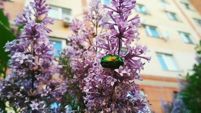 Iridescent beetle, lilac, live, marxen summer ends, nature travel.