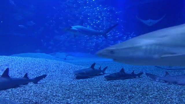 Sleeping sharks in aquarium Osaka. Japan, Sleeping, Sharks, Aquarium, Osaka, Japan, Trip, Travel, Sleeping Sharks, Nature Travel