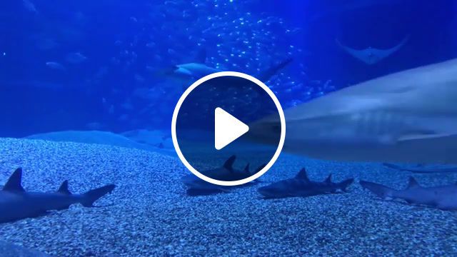 Sleeping sharks in aquarium osaka. japan, sleeping, sharks, aquarium, osaka, japan, trip, travel, sleeping sharks, nature travel. #0