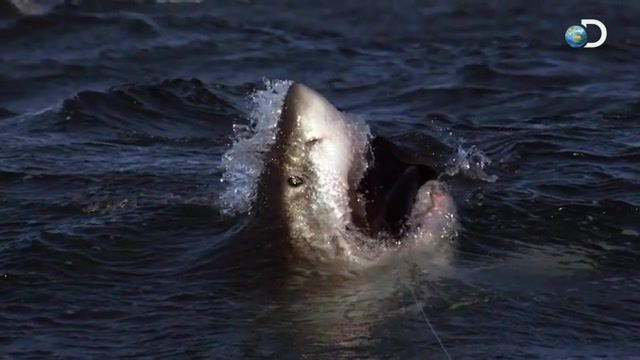 Tommykruise, Discovery Channel, Jumping, Jump, Seals, Seal, Seal Island, Sector 4, Mive, Huge, Colossus, Bite, Apocalypse, Air Jaws, Jaws, Jaw, Sharks, Week, Shark, Shark Week, Nature Travel