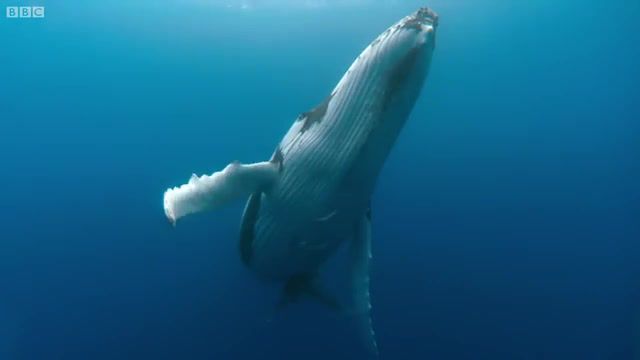 WhaLe, Whale Dance, Humpback Whales Dance, Humpback Whales, Humpback Whale, Humpback Whale Song, Whale Mating Sounds, Whales Singing, Whales Mating Ritual, Whale, Whales Fighting To Mate, Whale Sounds, David Attenborough, Bbc Earth, Animals, Wildlife, Whale Songs, Wild, Bbc, Ocean, Nature Travel