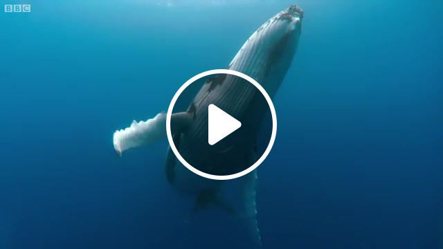Whale, whale dance, humpback whales dance, humpback whales, humpback whale, humpback whale song, whale mating sounds, whales singing, whales mating ritual, whale, whales fighting to mate, whale sounds, david attenborough, bbc earth, animals, wildlife, whale songs, wild, bbc, ocean, nature travel. #0