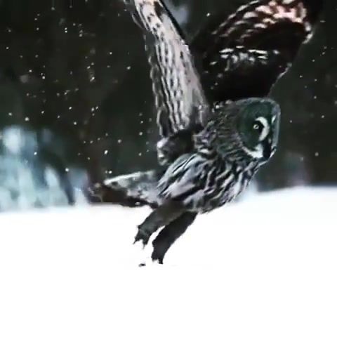 Winter in Forest - Video & GIFs | nature travel