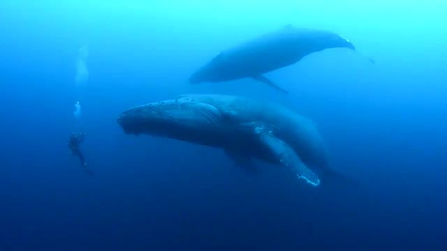 Diving with whales, diving, ocean, whales, nature, nature travel.