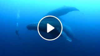 Diving with whales