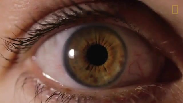 Eyes - Video & GIFs | tired,explosions in the sky,post rock,national geographic documentary,youtube,nature,microscope,visual,cool,beautiful,iris,retina,health,inflammation,blood pressure,diabetes,close up,macro,eyeballs,eyes,national geographic,nature travel