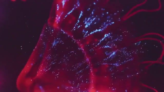 Something - Video & GIFs | nature you cool piece of shit,bbc,pizza,nature,paraphilia,jellyfish,deep sea,bubrich,music,song name,club of the day,nature travel