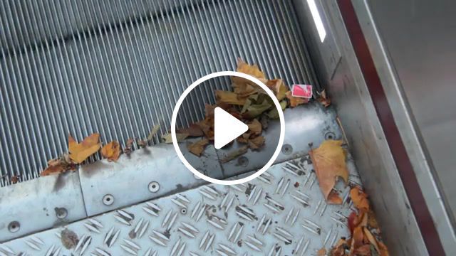 Tcl, escalator, transportation, trashman, details make the difference, urban exploration, theory of evolution, urban nature, nature documentary, nature gifs, nature travel. #0
