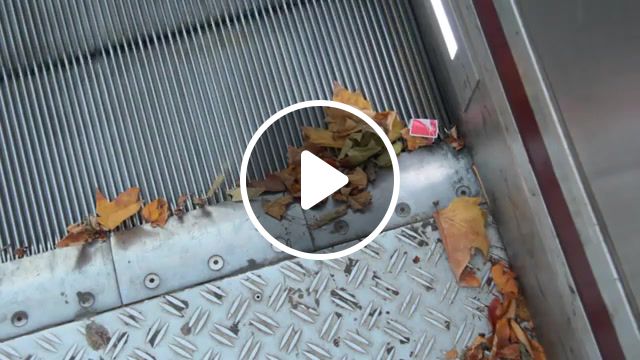 Tcl, escalator, transportation, trashman, details make the difference, urban exploration, theory of evolution, urban nature, nature documentary, nature gifs, nature travel. #1