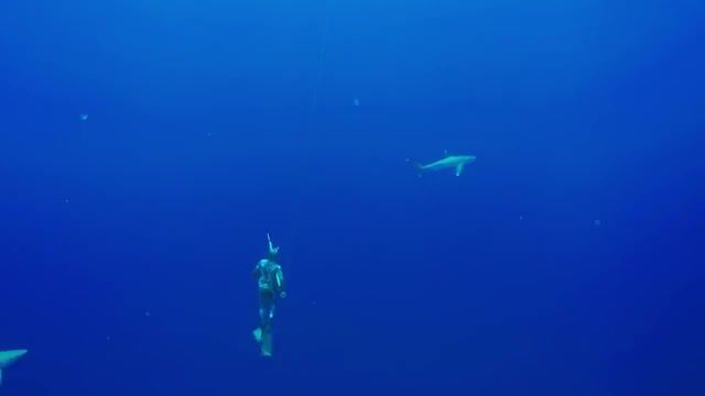 Diving Epic North and Really Slow Motion Exosuit, Gopro, Hero4, Hero5, Hero Camera, Hd Camera, Stoked, Rad, Hd, Best, Go Pro, Cam, Epic, Hero4 Session, Hero5 Session, Session, Action, Beautiful, Crazy, High Definition, High Def, Be A Hero, Beahero, Hero Five, Karma, Gpro, Mark Healey, Surf, Surfing, Tahiti, Hawaii, Spear Fishing, Fishing, Fish, Pion, Free Diving, Free Dive, Diving, Shark, Tiger Sharks, Give Back, Sustainable Living, Tiger Shark, Nature, Nature Travel