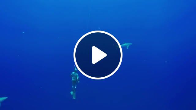 Diving epic north and really slow motion exosuit, gopro, hero4, hero5, hero camera, hd camera, stoked, rad, hd, best, go pro, cam, epic, hero4 session, hero5 session, session, action, beautiful, crazy, high definition, high def, be a hero, beahero, hero five, karma, gpro, mark healey, surf, surfing, tahiti, hawaii, spear fishing, fishing, fish, pion, free diving, free dive, diving, shark, tiger sharks, give back, sustainable living, tiger shark, nature, nature travel. #0