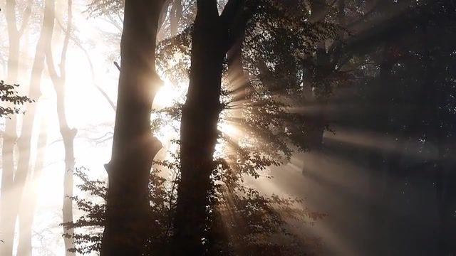 Foggy forest, Forest, Fog, The Trees, The Sun, Nature Travel