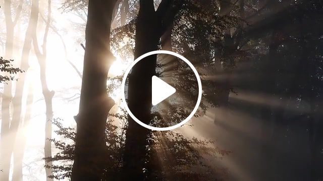 Foggy forest, forest, fog, the trees, the sun, nature travel. #0