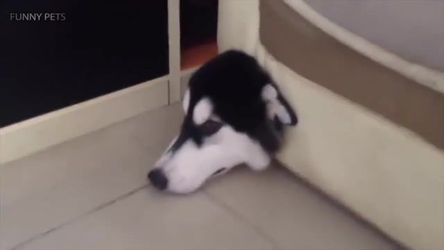 Look at him, Funny Huskies, Funny Husky, Funny, Baby, Babies, Laugh, Laughing, Funny Baby, Funny Babies, Cute, Laughter, 2media, 2m Media, Smile, Sleeping, Ripping Paper, Eating, Hit, Popular, Of The Year