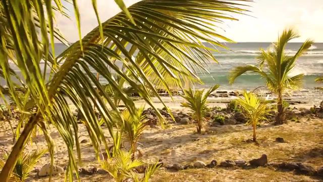 On The Beach, On The Beach, Chris Rea, Caribbean, Grand Cayman, Nature Travel
