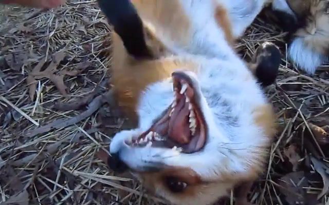 What Does The Fox Say, Ylvis Person, Tvnorge, The Fox, What Does The Fox Say, Ylvis The Fox, Ylvis The Fox Lyrics, Ylvis, Ylvis What Does The Fox Say, What The Fox Say, Fox, Fox Say, What Did The Fox Say, The Fox Say, Music, Foxy, Whats The Fox Say, Songs, Tvnorge Tv Network, Musikk, Mashup