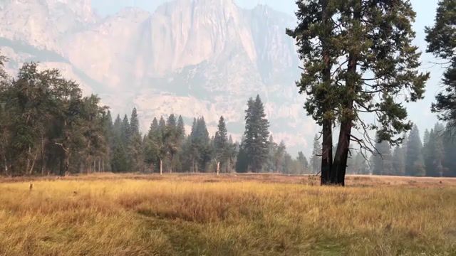 Yosemite, Yosemite, Park, Wild, Simba, Nature Travel