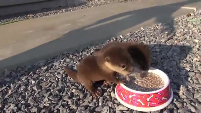 Come along baby otters happily squeal, animals, funny, zagon, otter, lutra, happy, joy, food, eat, feeding, squeal, baby, cute, pup, otters, lol, firstfeat, feature.