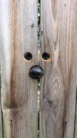 Somebody's watching me, Somebodys Watching Me, Doggo, Feature, Funny