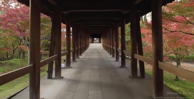 Autumn kyoto japan, autumn, kyoto, japan, music, nature, beutiful, nature travel.