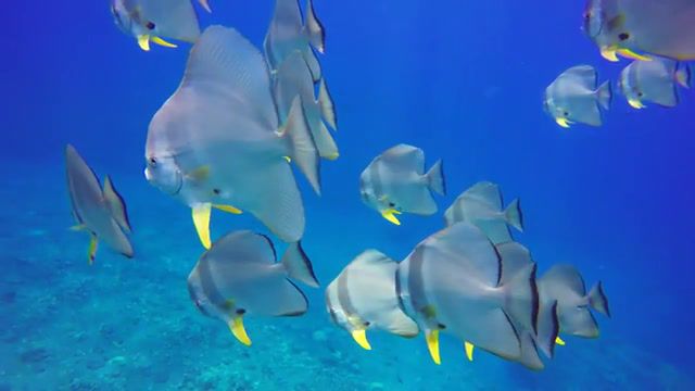 Caribbean, the caribbean, tobago cays, mayreau, grenada, bequia, martinique, caribbean island, marigot bay, caribbean sailing holiday, caribbean, doyoutravel, sailing, caribe, travelzoo, traveller, sharks, shark, mauritius, diving, nature travel.