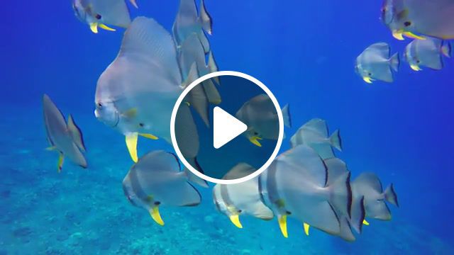 Caribbean, the caribbean, tobago cays, mayreau, grenada, bequia, martinique, caribbean island, marigot bay, caribbean sailing holiday, caribbean, doyoutravel, sailing, caribe, travelzoo, traveller, sharks, shark, mauritius, diving, nature travel. #0