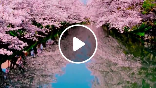 Sakura flowering in japan, music, sakura, flowering, japan, sakura flowering in japan, agnes obel the curse remix, nature travel. #0
