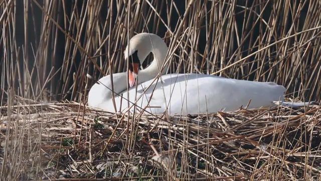 Swan Free for Personal Use, How To, Why, What Is, 4k, 8k, Nikon, Canon, Mobile, Film Making, Whatsapp, Status, Best, Free Download, Free To Use, Entertainment, Film, Movie, Project, Ignment, Travel, Adventu, Nature Travel