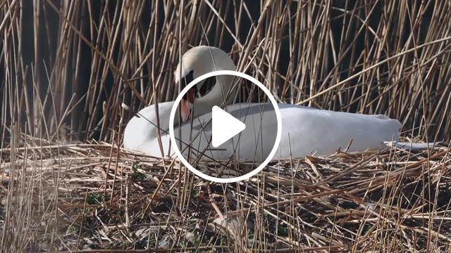 Swan free for personal use, how to, why, what is, 4k, 8k, nikon, canon, mobile, film making, whatsapp, status, best, free download, free to use, entertainment, film, movie, project, ignment, travel, adventu, nature travel. #0