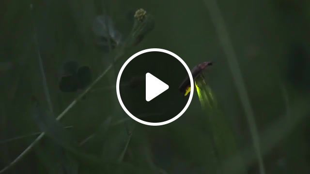 The firefly forest, nature travel. #0