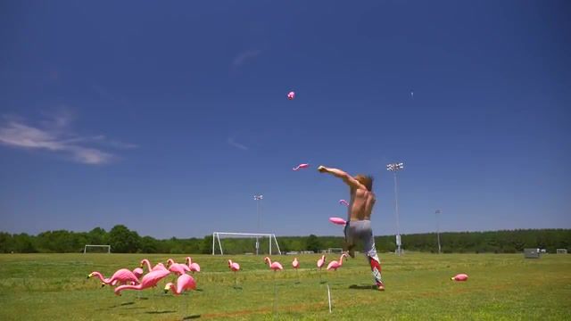 Flamingo, sports.