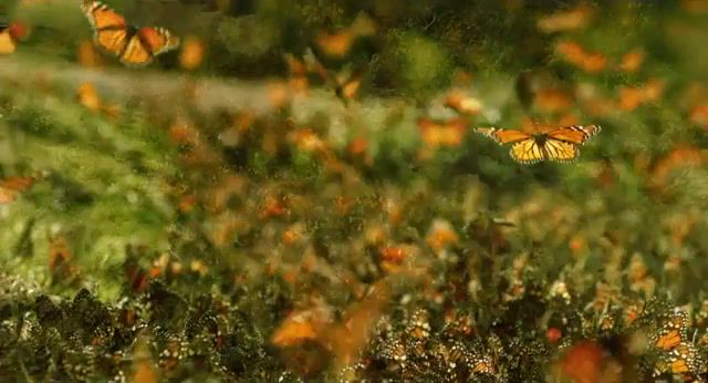 Butterfly Effect, Butterfly, Monarch Butterfly, Nature Travel
