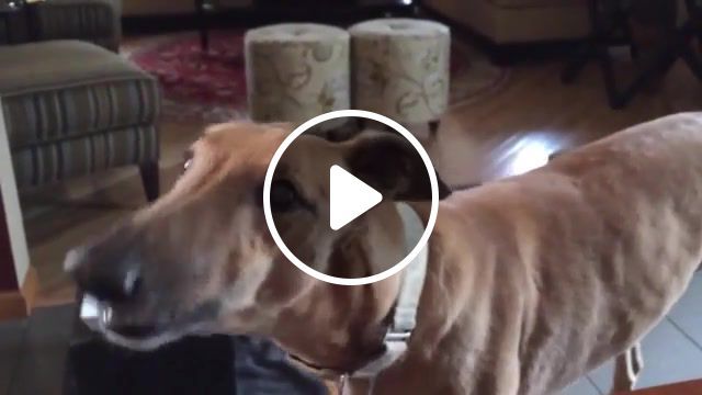 Chainsaw dog, puppy, viral, talking, funniest, funny, dogs, dog. #0