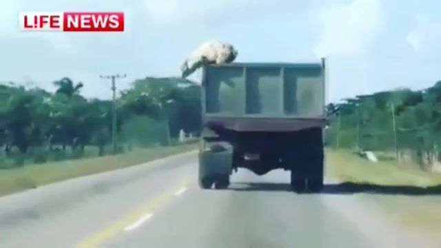 For the freedom, deprive of life, freedom, liberty, pig, trailer, road, jumped off, they will never be able to deprive us of freedom, wow, lol, pig in the sky, wtf, threes, nature travel.